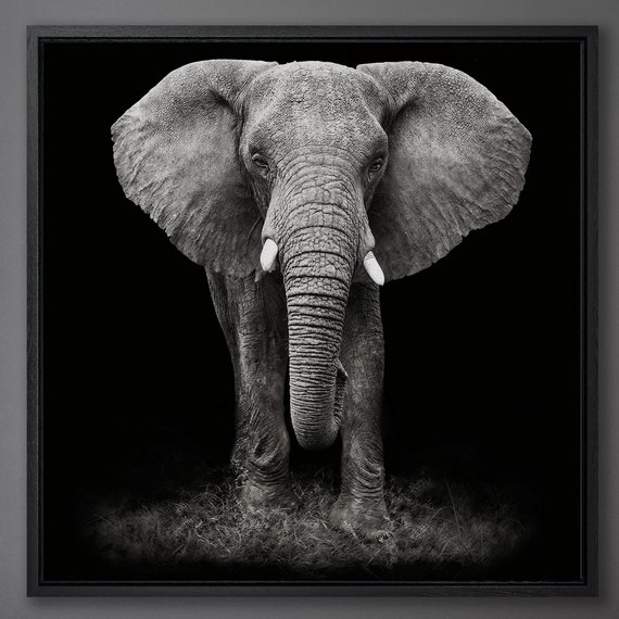 African Elephant Black and White Wall Art Print