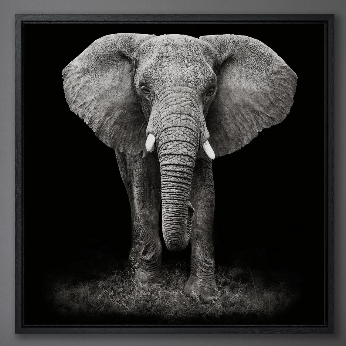 African Elephant Black and White Wall Art Print