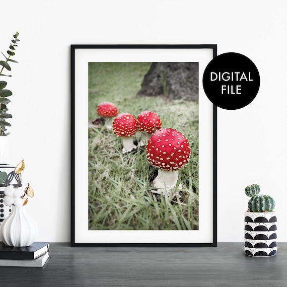 Charming Red Spotted Fly Agaric Mushroom Cluster Photo Poster