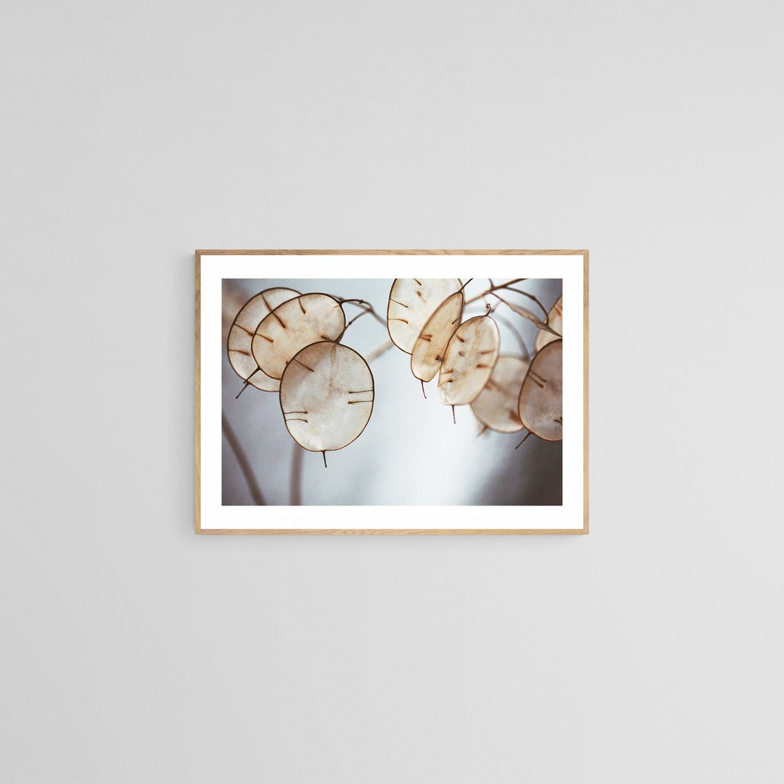 Lunaria Photograph, Botanical Art Print