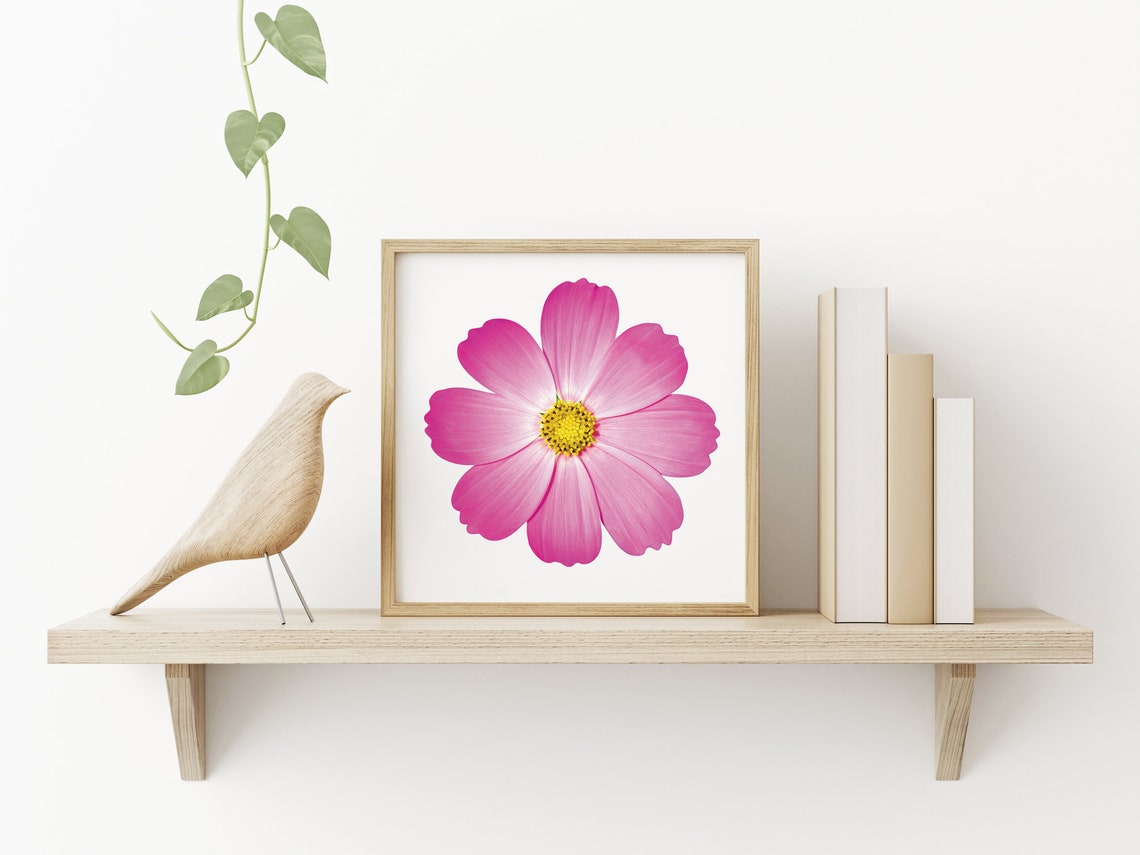 Pink Cosmos Flower Closeup Minimalist Botanical Bloom Poster - Image 4