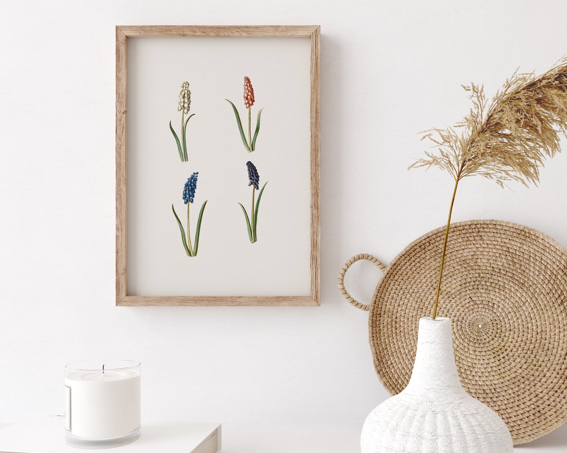 Grape Hyacinth Muscari Botanical Flower Illustration Art Print - Image 3