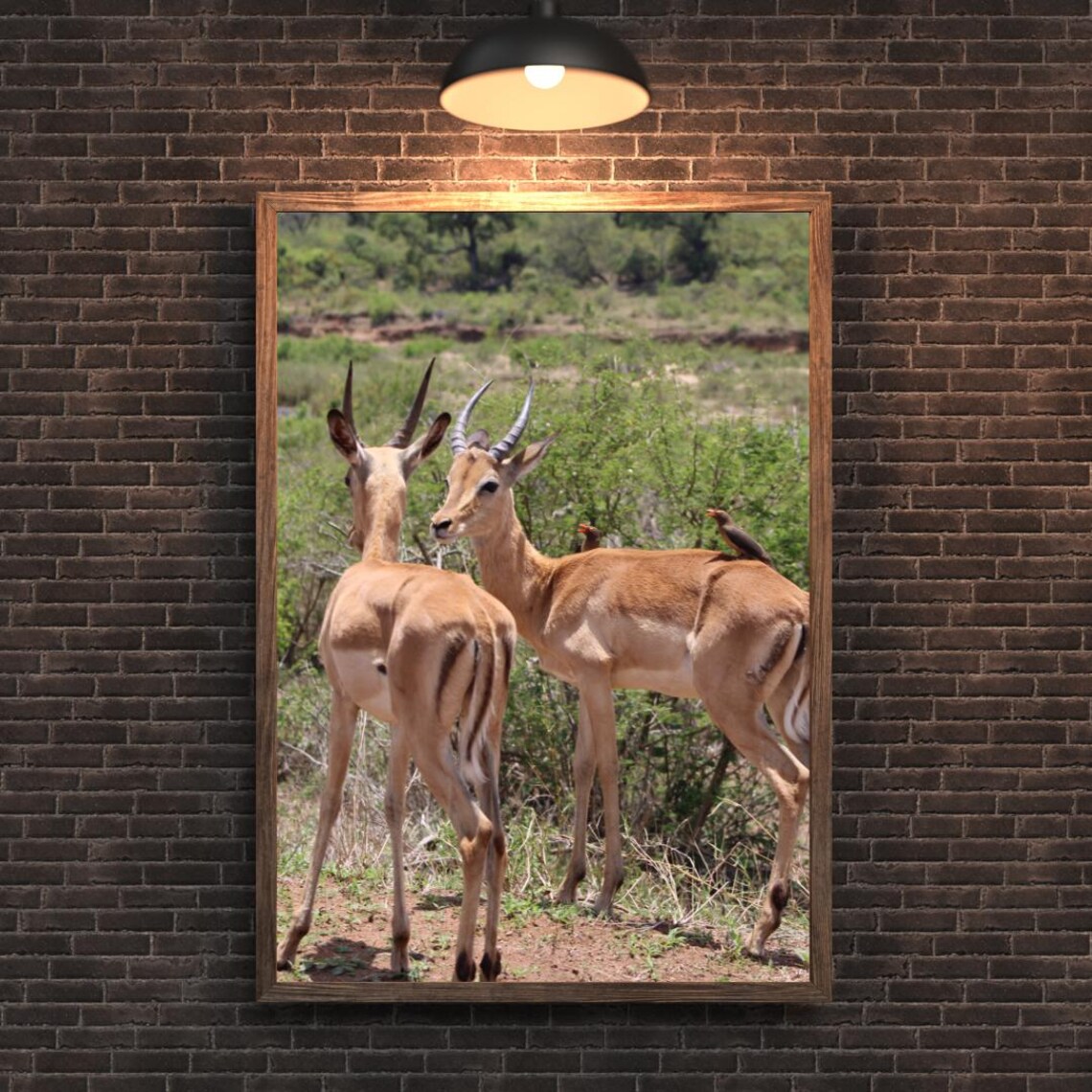 Impalas Art Print, Africa Game Reserves - Image 2