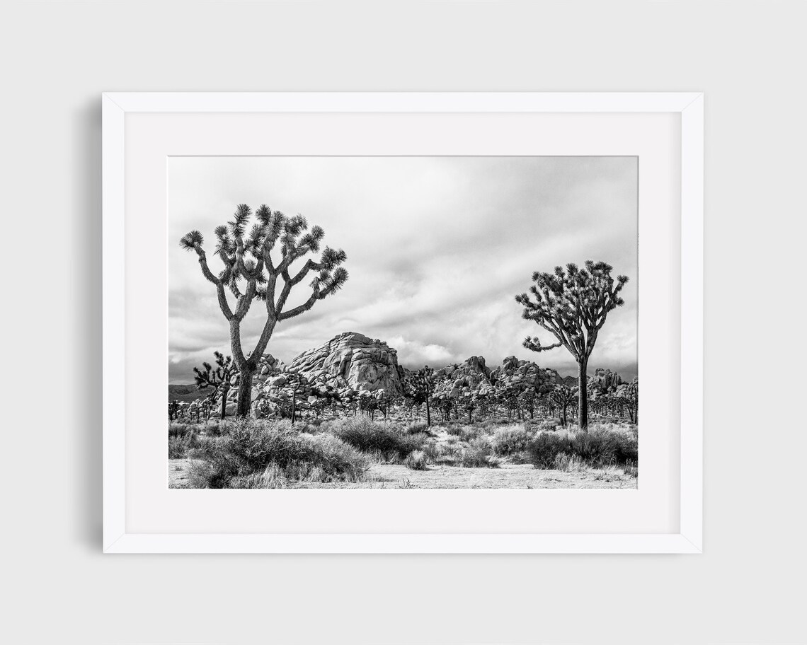 Joshua Tree Black And White California Desert Travel Poster
