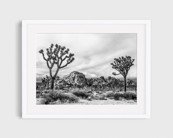 Joshua Tree Black And White California Desert Travel Poster
