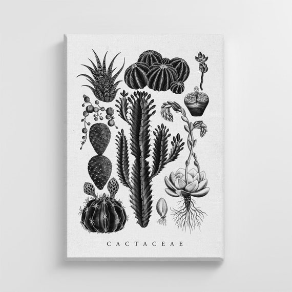 Types Of Cactus Tropical Dessert Large Nature Art Print Stylish Home Decoration Wall Art Nursery Decor Living Room Ic109