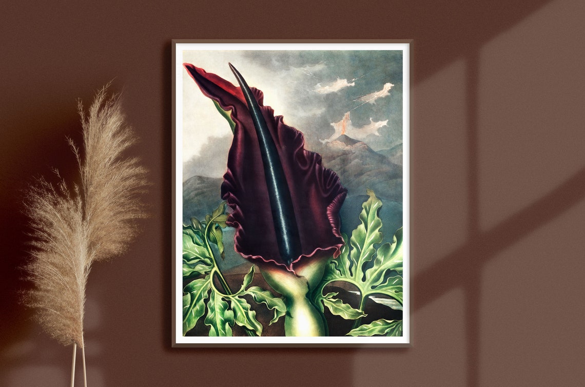Vampire Lily Dragon Arum Vintage Botanical Illustration Poster - Image 2