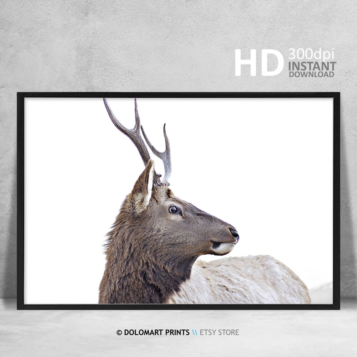 Elk Portrait White Background Wildlife Antlers Animal Photo Poster - Image 4