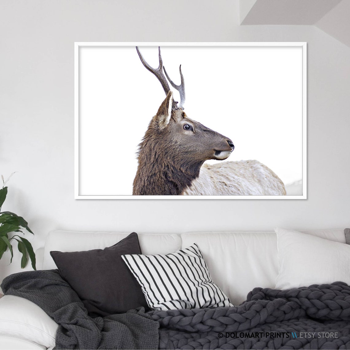 Elk Portrait White Background Wildlife Antlers Animal Photo Poster - Image 2
