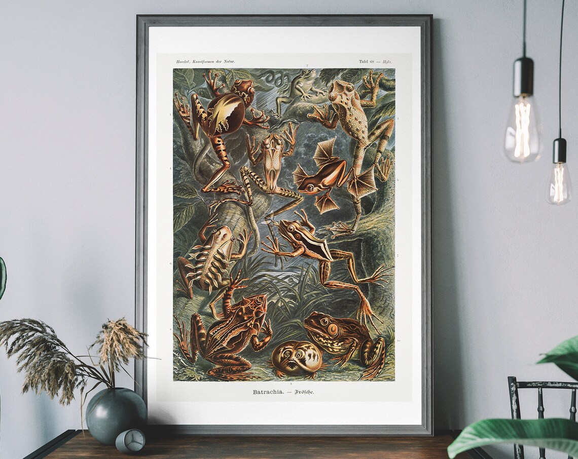 Vintage Ernst Haeckel Frog and Toad Art Print