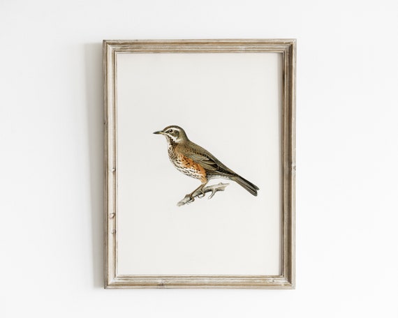 Vintage Bird Botanical Drawing, Farmhouse Art Print