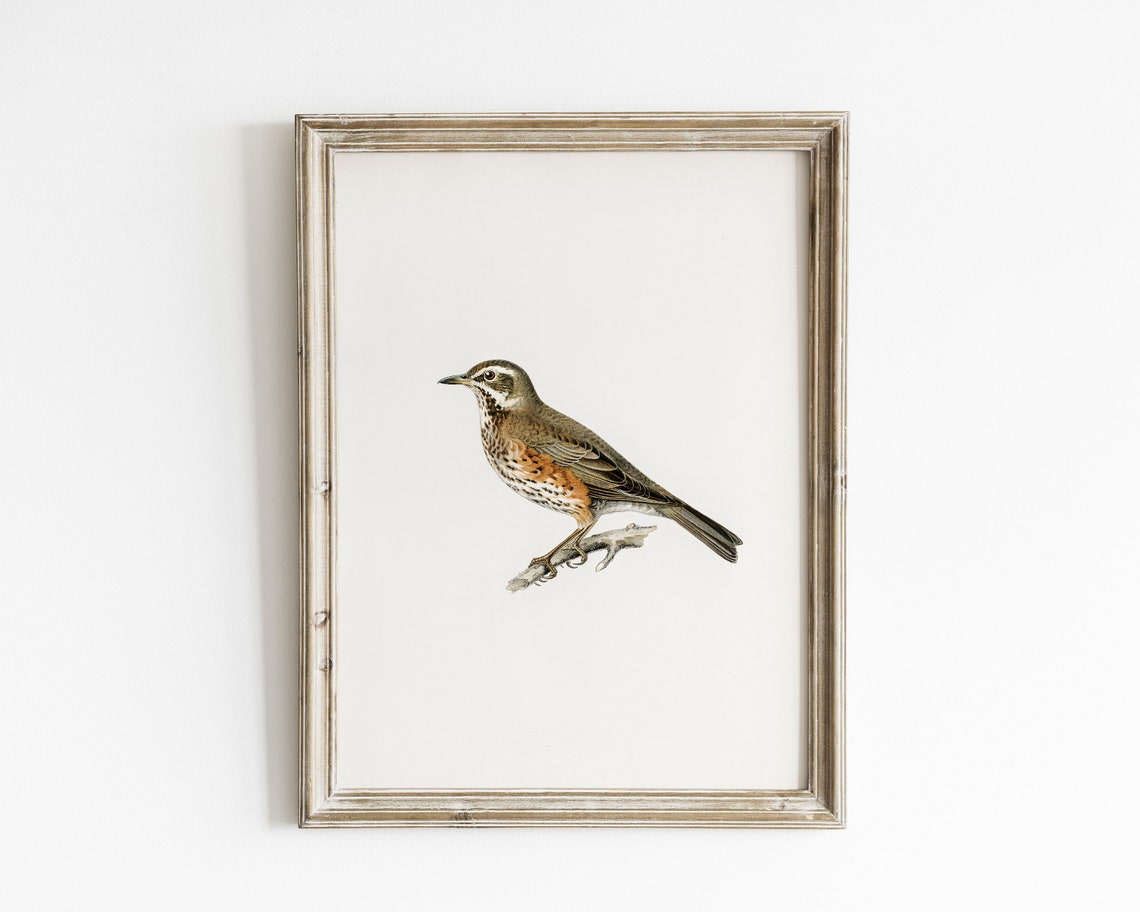 Vintage Bird Botanical Drawing, Farmhouse Art Print