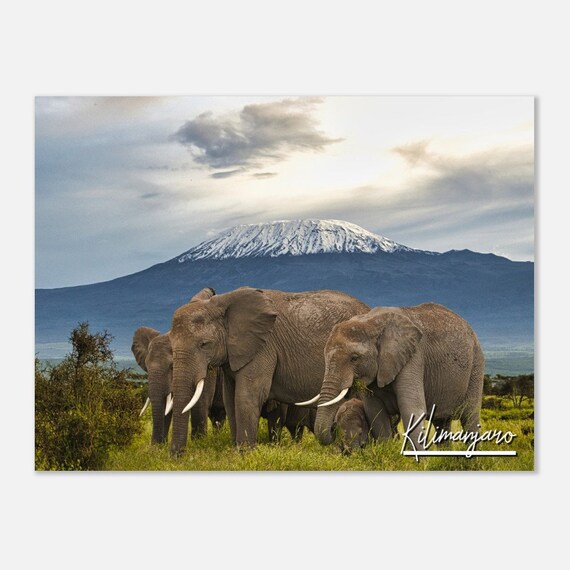 Kilimanjaro Elephant Print Tanzania Savanna Wall Art