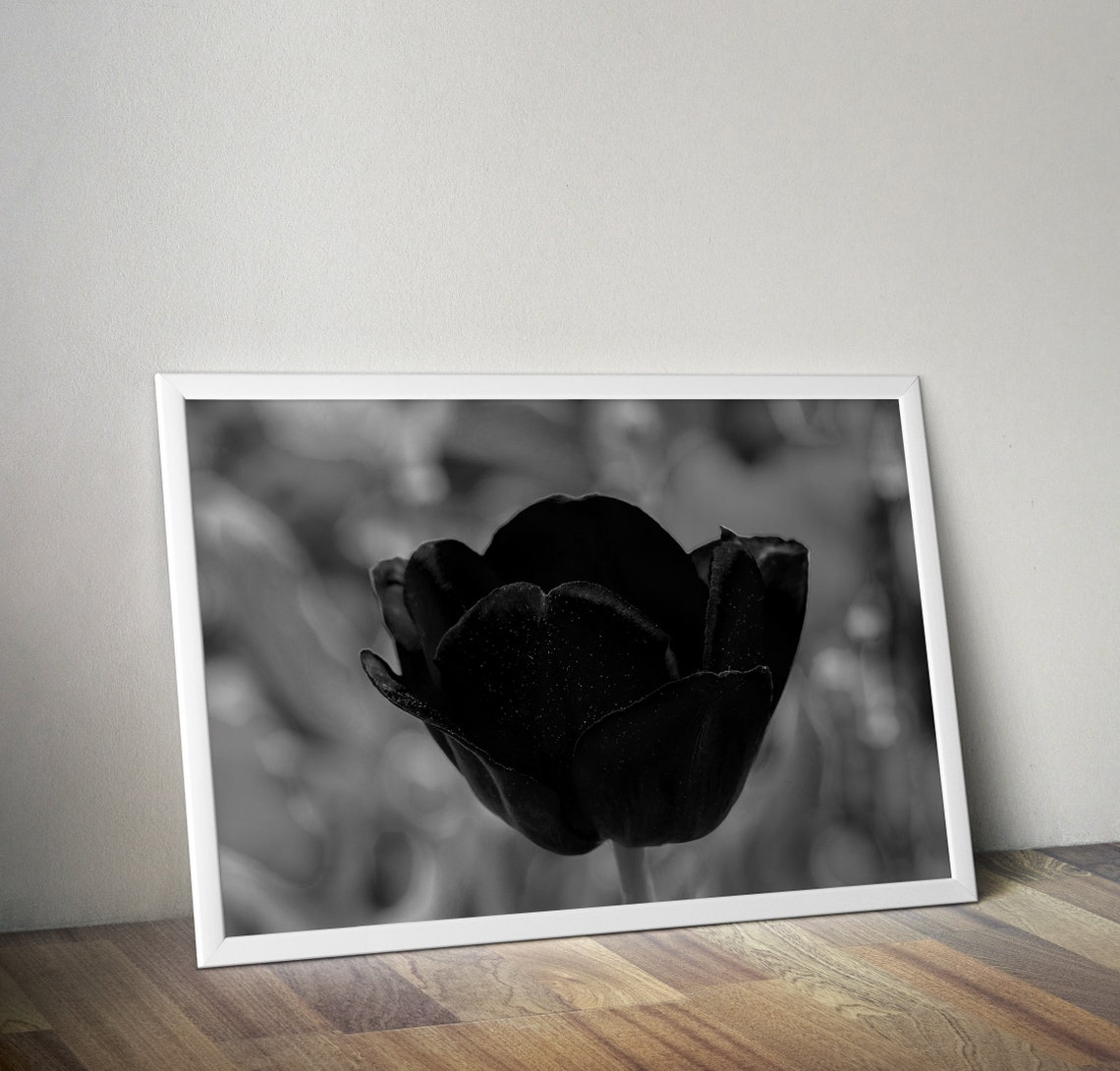 Black Tulip Macro Photography Moody Dark Flower Portrait Poster - Image 2