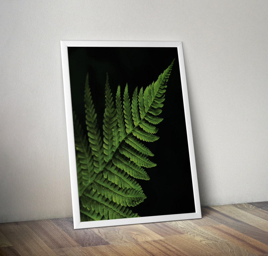 Fern Fronds On Black Botanical Close Up Photography Poster Art - Image 2