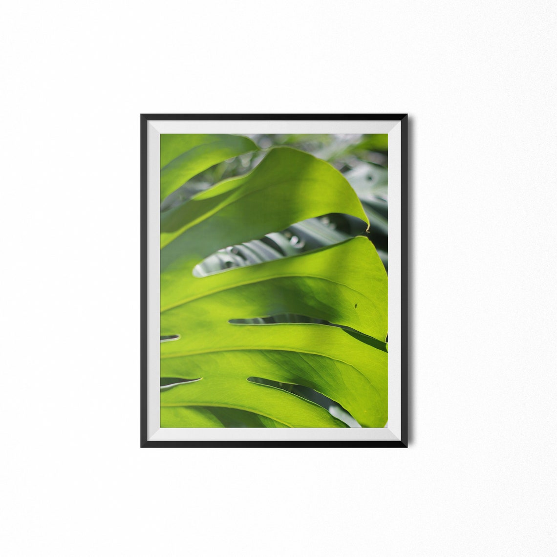Monstera Leaf Close Up Green Tropical Plant Photography Poster