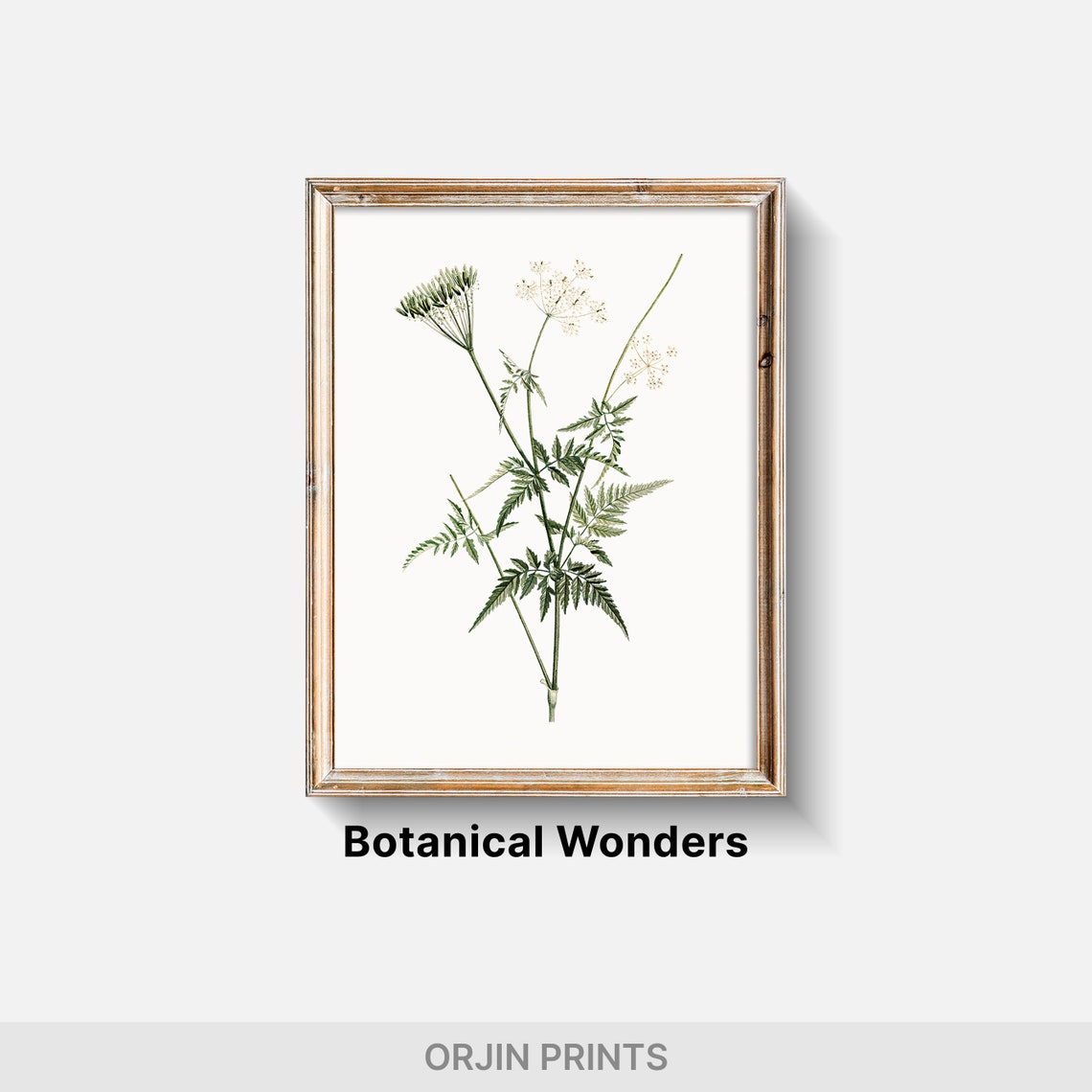 White Wildflower Botanical Minimalist Vintage Style Art Print - Image 2