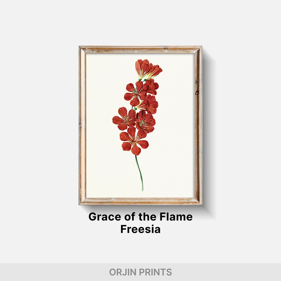 Red Gladiolus Bloom Botanical Illustration Vintage Floral Poster - Image 2