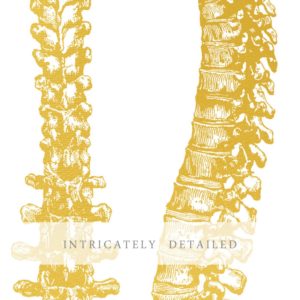 Spine Anatomy Gold Foil Chiropractor Medical Vintage Wall Art - Image 2