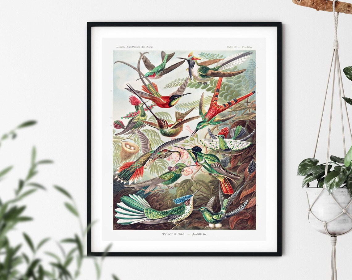 Vintage Hummingbird Art Print, Ernst Haeckel