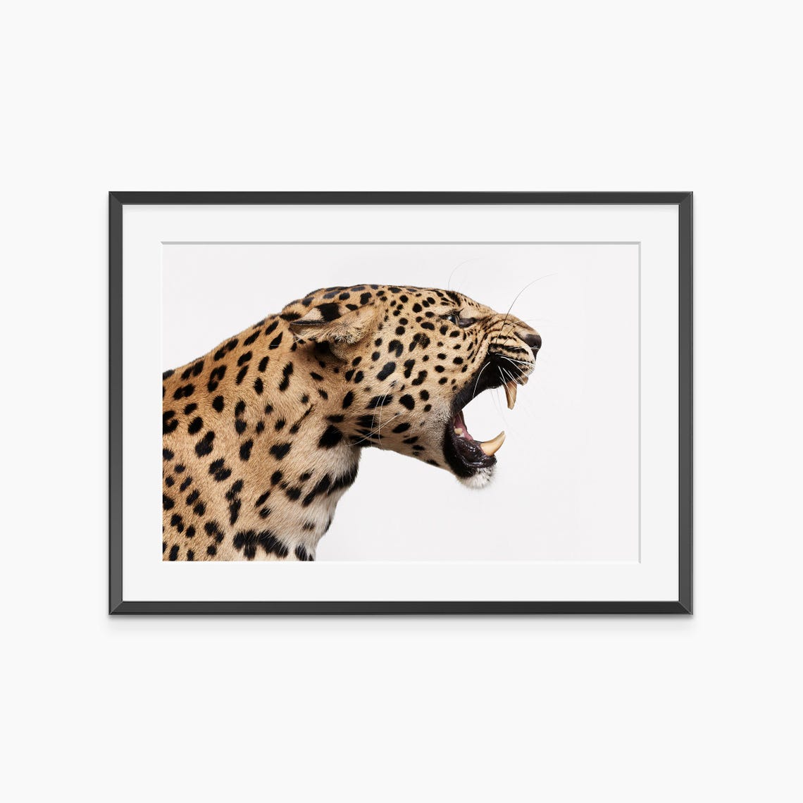 Roaring Leopard Profile White Background Nature Wildlife Poster