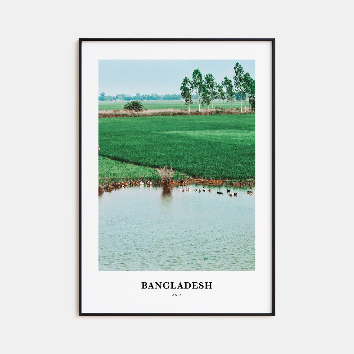Bangladesh Asia Green Rice Fields Village Pond Ducks Scene Poster