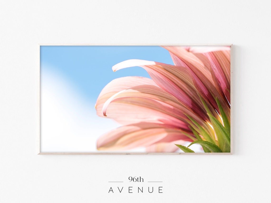 Pink Flower Petals Against Bright Blue Sky Closeup Photo Print