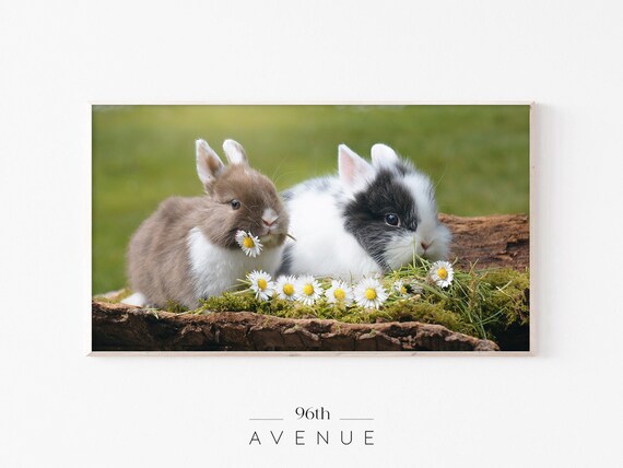 Two Baby Bunnies With Daisies On Mossy Log Spring Photo Wall Poster