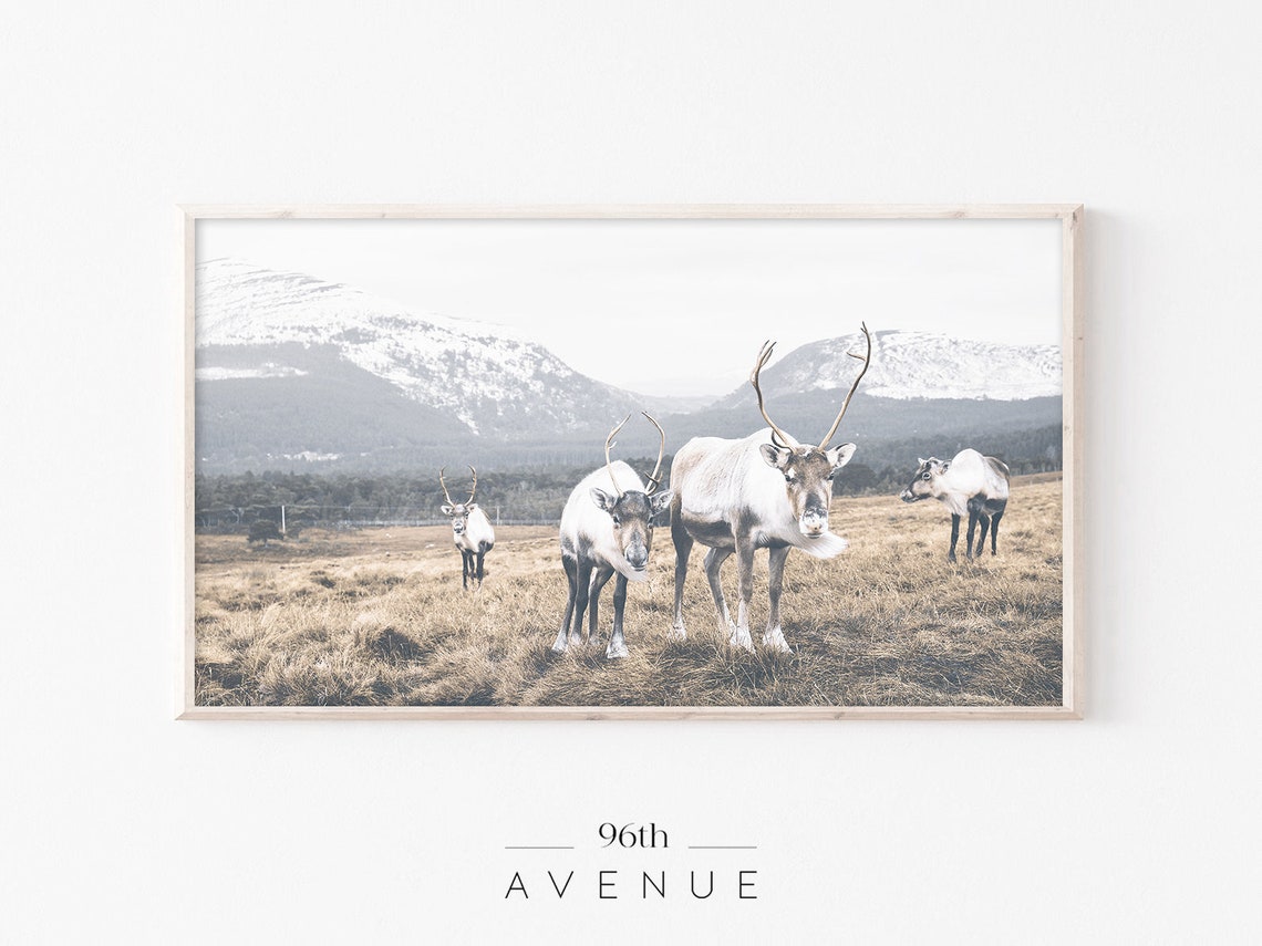Reindeer Herd With Antlers Snowy Mountain Valley Wildlife Poster