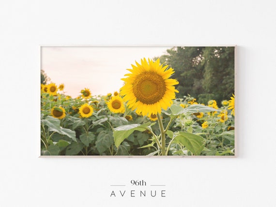Sunflower Photography Farmhouse Wall Art, Summer Print