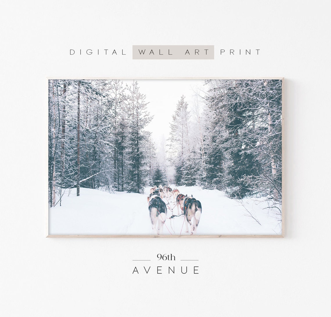Husky Dog Sled Team Running Through Snowy Forest Photo Poster
