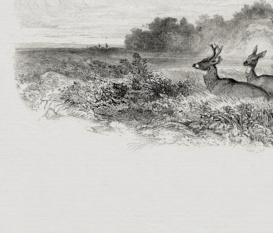 Resting Deer Vintage Black And White Art Print - Image 3