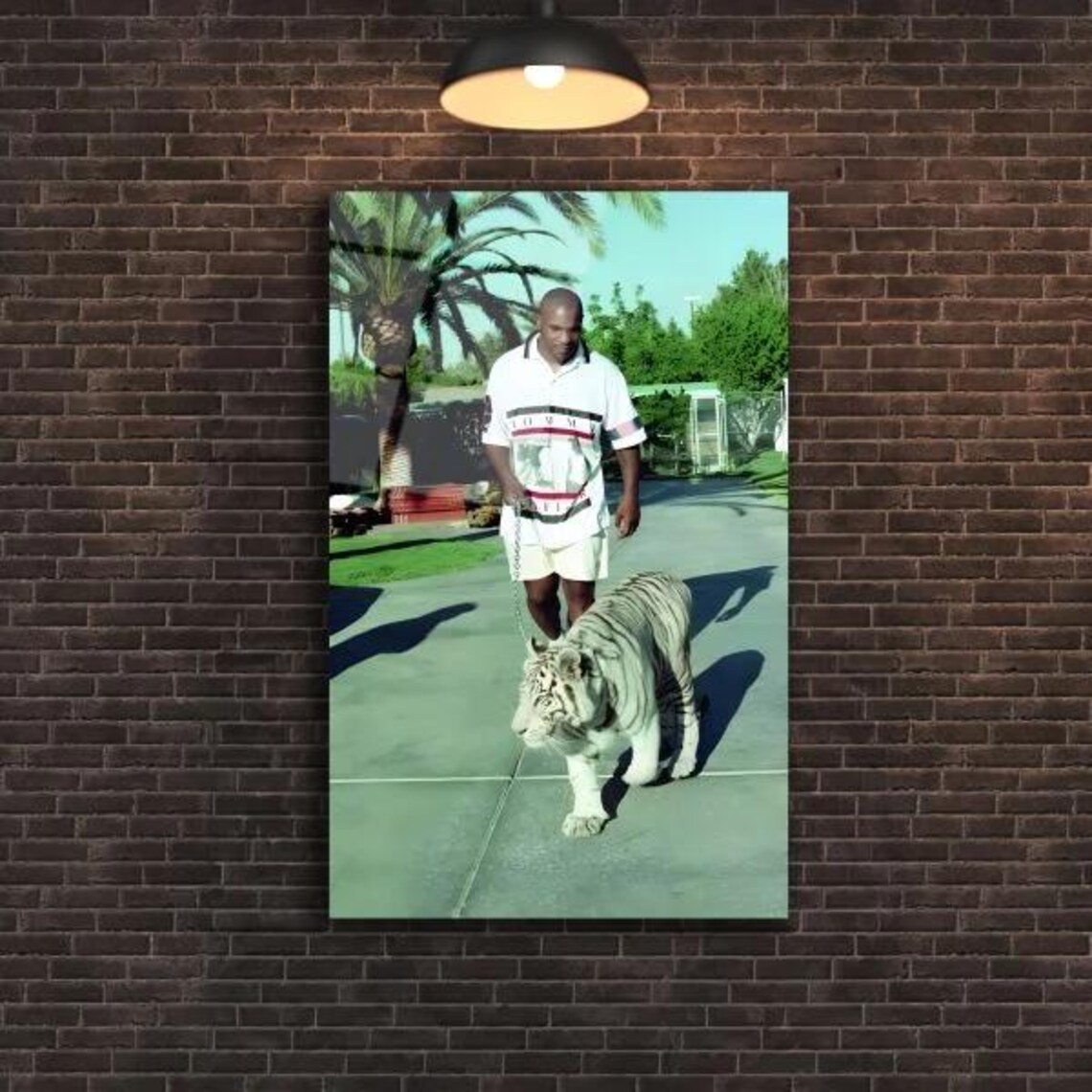 Man Walking With White Tiger Rare Wildlife Encounter Photo Poster - Image 2