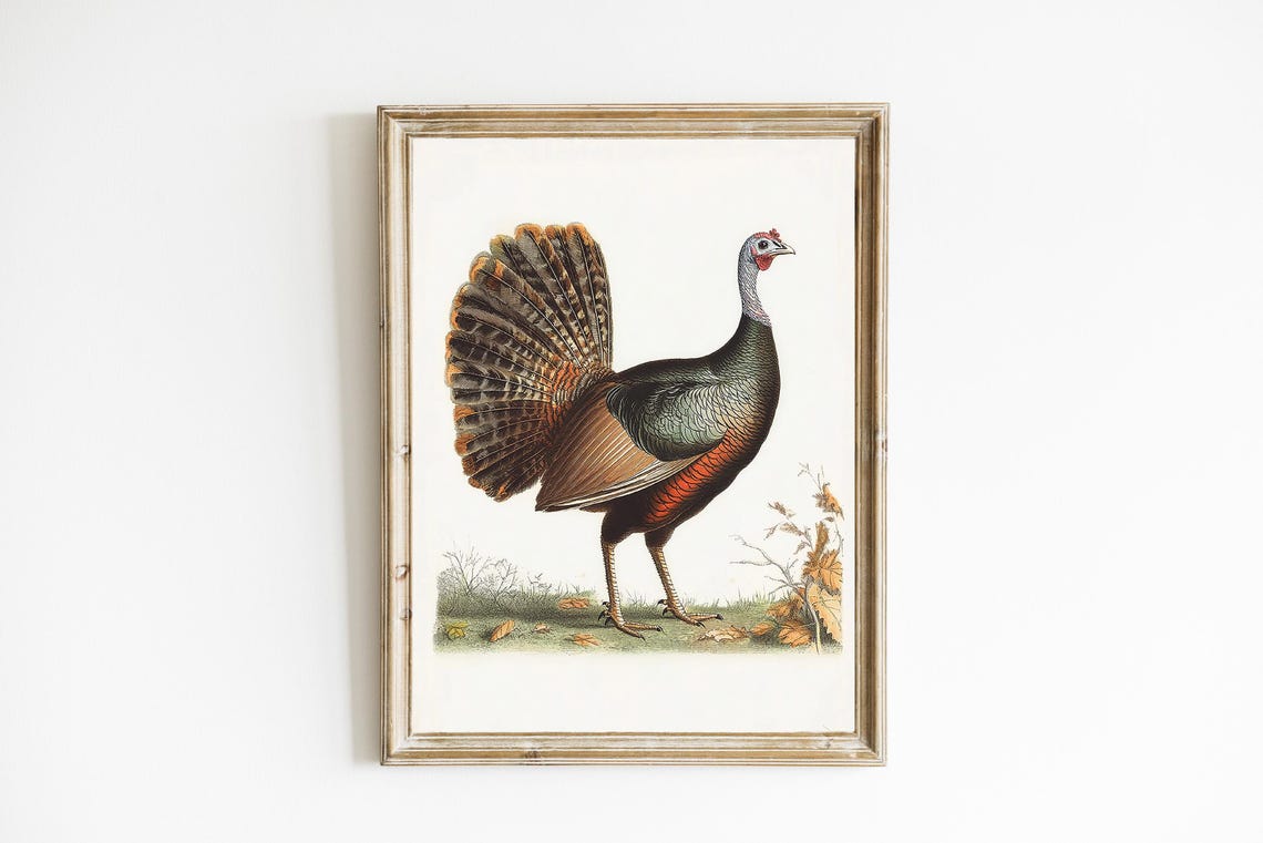Vintage Wild Turkey Antique Natural History Bird Illustration Print