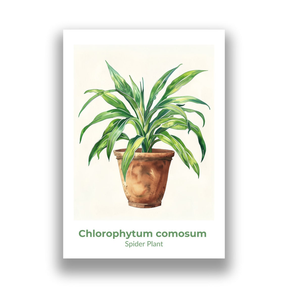 Spider Plant Chlorophytum Comosum Leaves Watercolor Botanical Poster - Image 2