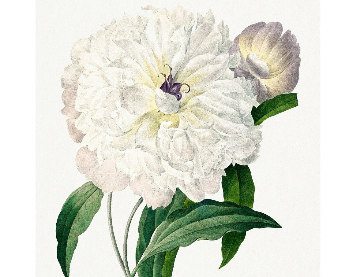Chinese Peony, Vintage Lithograph From 1833