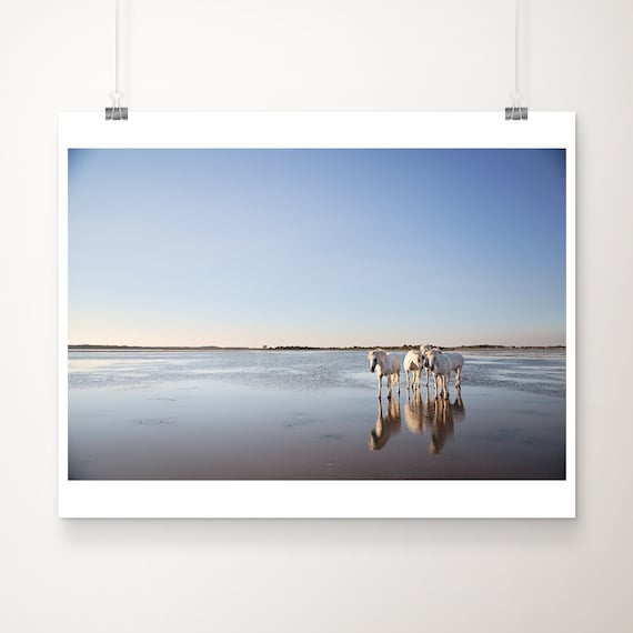 White Camargue Horses Standing Water Reflection Minimalist Poster
