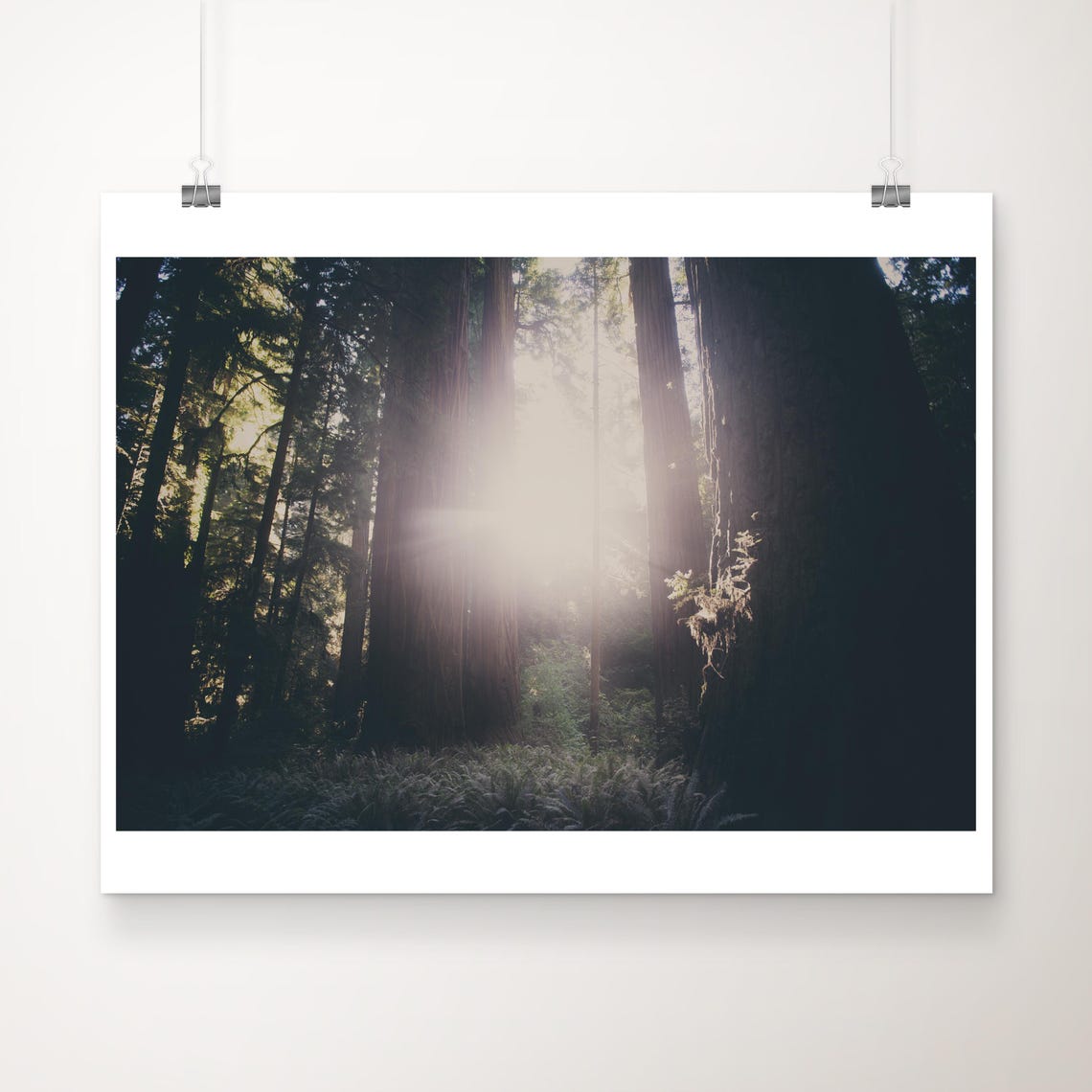 Sunbeam Through Giant Redwood Trees California Forest Photo Poster