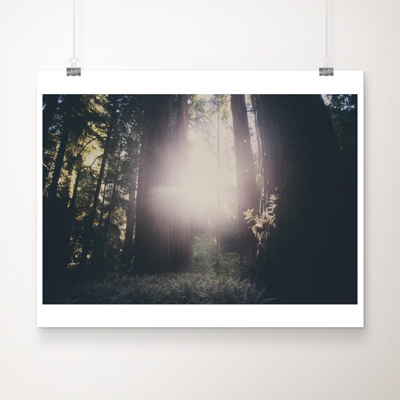 Sunbeam Through Giant Redwood Trees California Forest Photo Poster