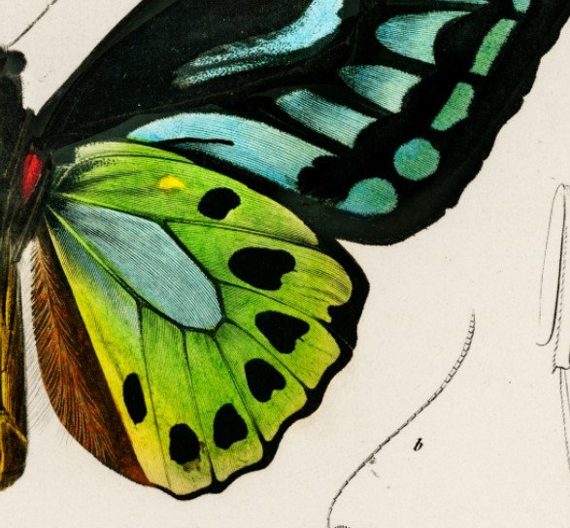 Art Deco Butterfly Vintage Poster Print - Image 2