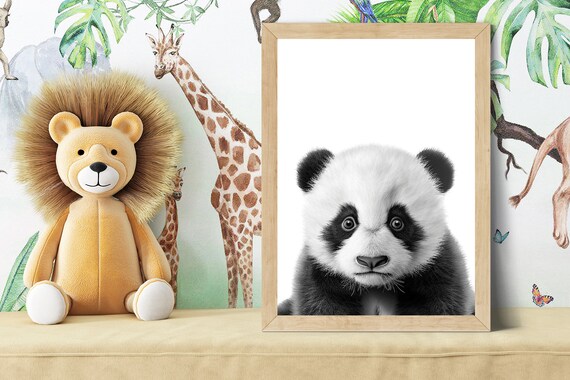 Baby Giant Panda Black and White Safari Nursery Animal Poster