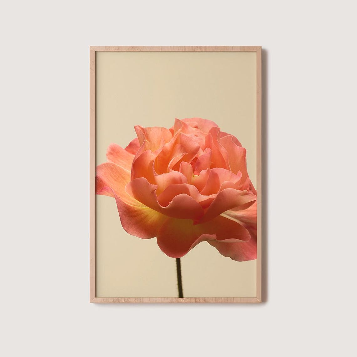 Peach Rose Close Up Cream Background Minimalist Floral Photo Poster