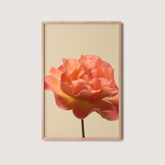 Peach Rose Close Up Cream Background Minimalist Floral Photo Poster