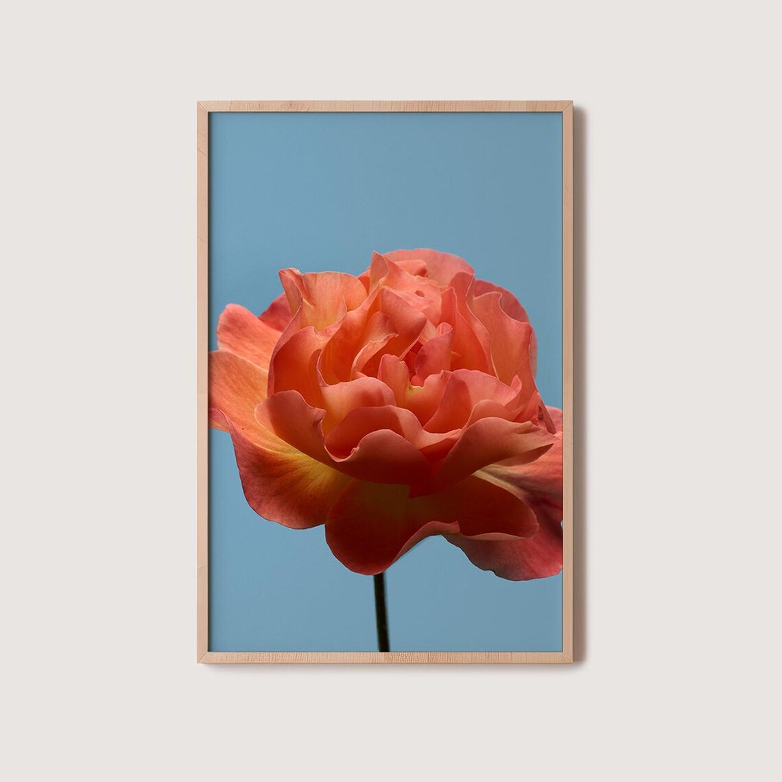 Coral Orange Rose Bloom Against Blue Sky Botanical Photo Poster