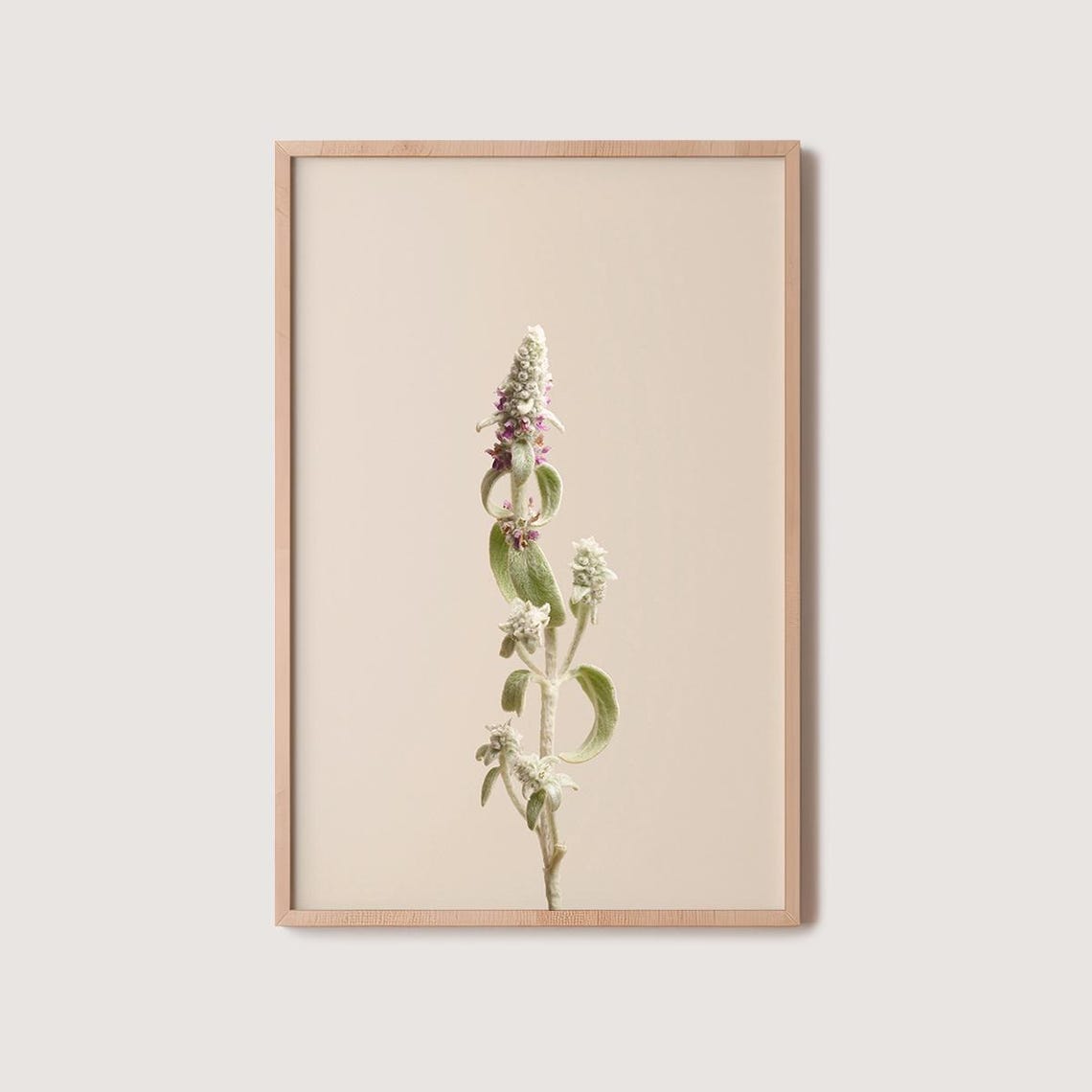 White Flowering Stem Neutral Botanical Photography Minimalist Wall Art