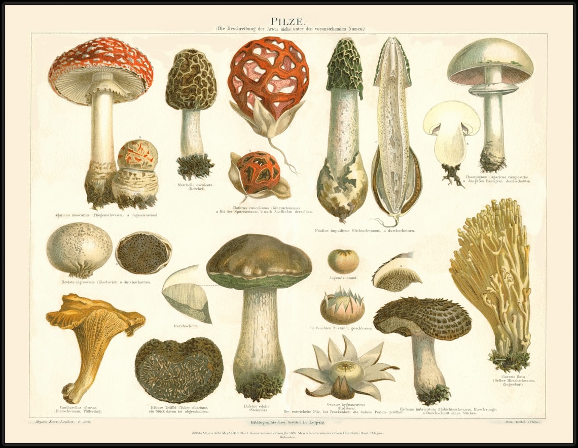 Mushrooms Antique Lithograph, Nature Study Art Print