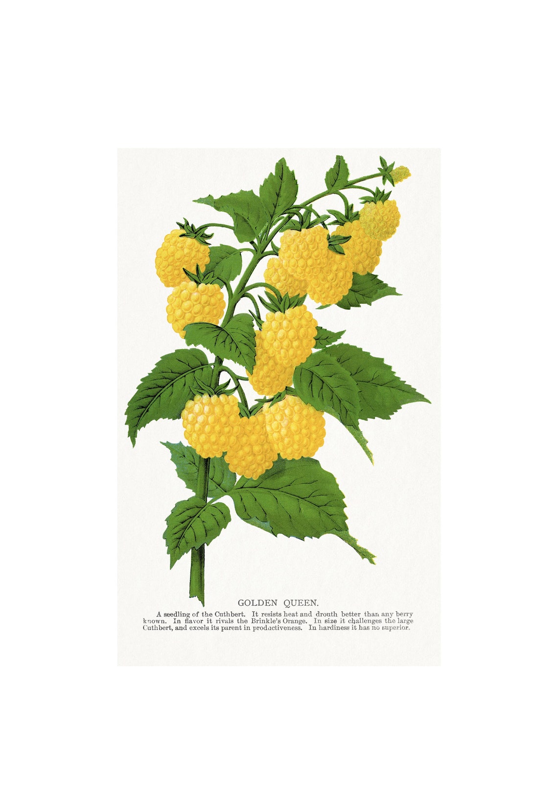 Golden Raspberry Vintage Poster Print
