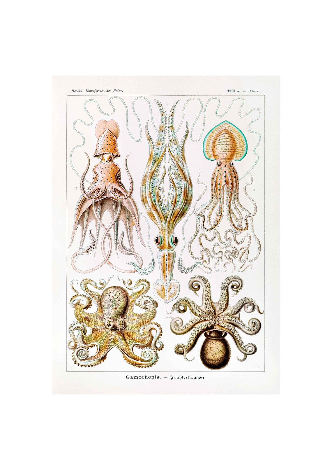 Ernst Haeckel Gamochonia Octopus Kunstformen der Natur Plate 54 Poster