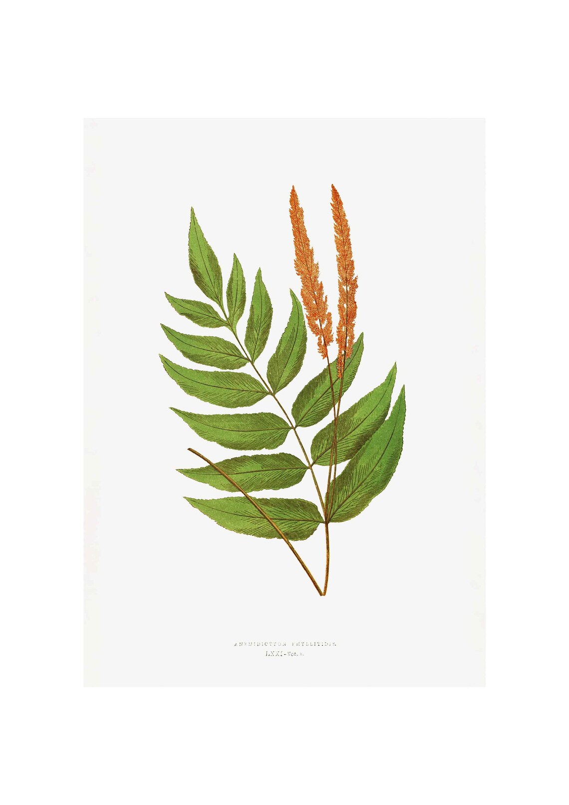 Anemidictyon Phyllitidis - Vintage Fern Print