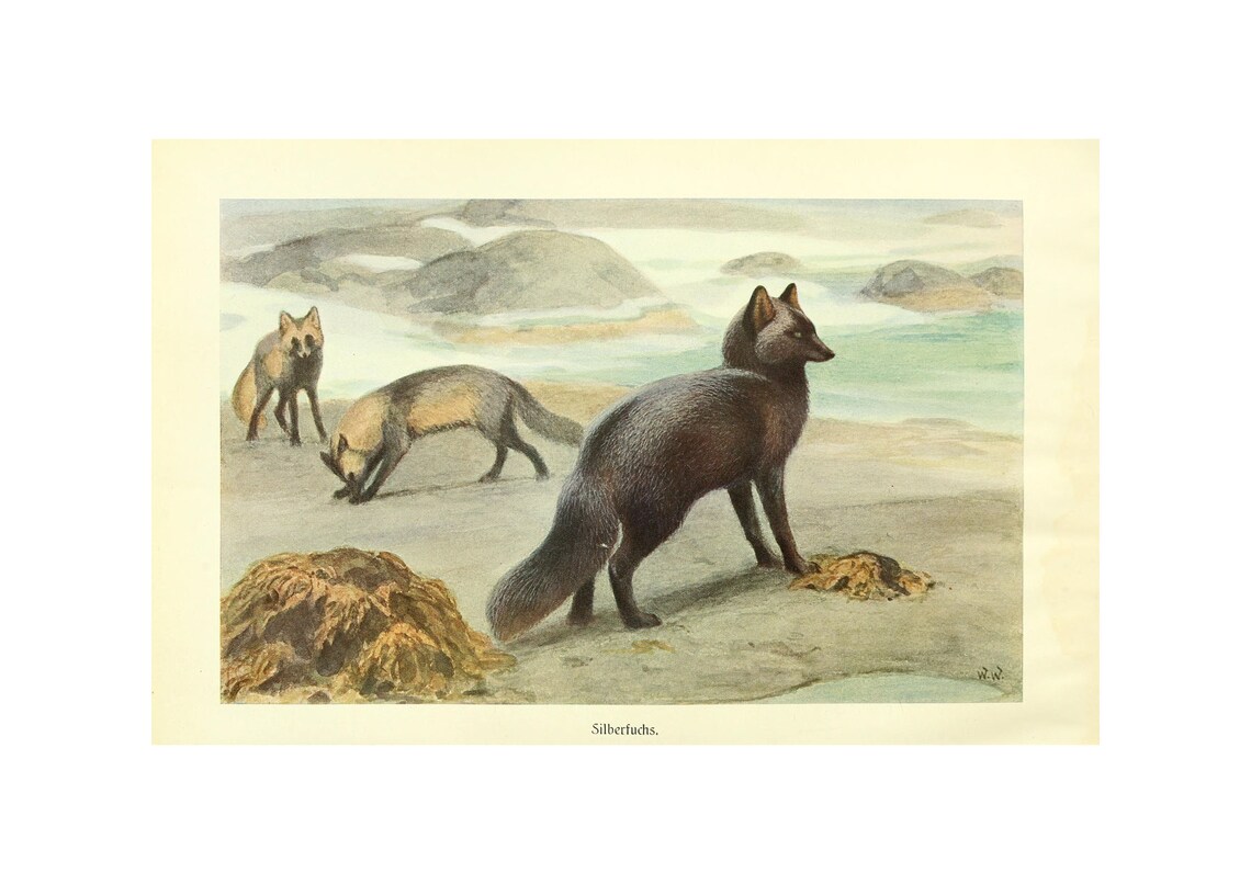 Silver Fox Antique Lithograph by Alfred Brehm